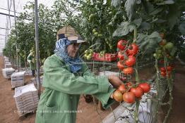 Image du Maroc Professionnelle de  Agriculture moderne au Sahara, des femmes marocaines effectuent la cueillette des tomates en grappes sous une serre dans une ferme à Dakhla. Dans cette région la production des tomates en grappes bénéficie d’un climat phénoménalement ensoleillé, tempéré et régulier, Mardi 21 Novembre 2006. Avec l'introduction des cultures sous abris serres, la région de Dakhla est devenue en très peu de temps célèbre pour ces productions de fruits et légumes destinés à l’export. (Photo / Abdeljalil Bounhar) 